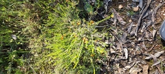 Dillwynia sericea