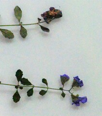 Prostanthera violacea