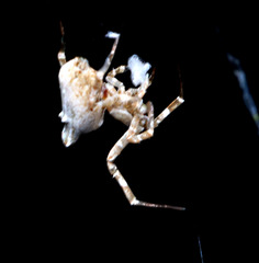 Philoponella congregabilis