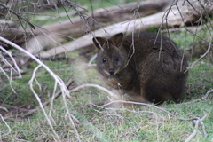 Thylogale billardierii