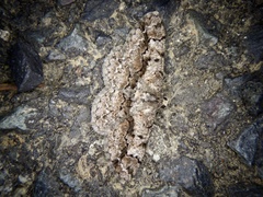 Satoblephara parvularia