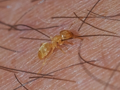 Lasius