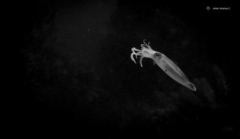 Sepioteuthis sepioidea