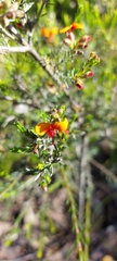 Dillwynia sericea