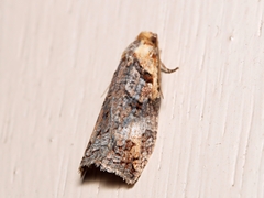 Cryptoptila australana