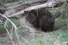 Thylogale billardierii