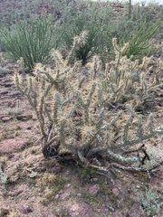 Cylindropuntia molesta