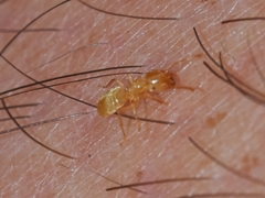 Lasius