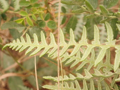Dennstaedtiaceae