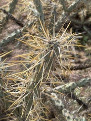 Cylindropuntia molesta