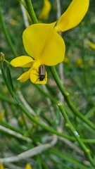 Astylus quadrilineatus
