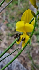 Astylus quadrilineatus