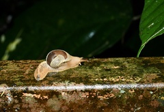 Megaustenia imperator