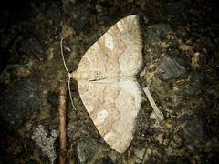 Idiotephria evanescens