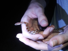 Pantherophis guttatus