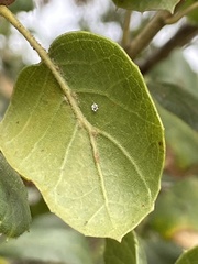 Aleuroplatus coronata