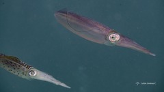 Sepioteuthis sepioidea