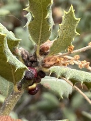 Disholcaspis prehensa