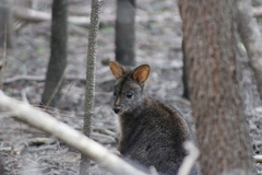 Thylogale billardierii