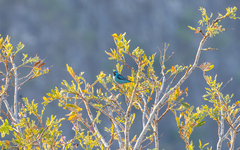 Dacnis cayana