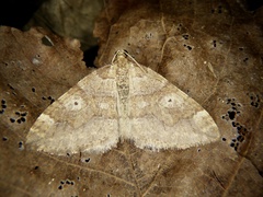 Idiotephria evanescens