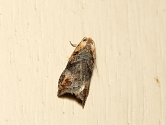 Cryptoptila australana