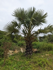 Borassus flabellifer