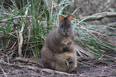 Thylogale billardierii