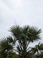 Borassus flabellifer