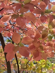 Cornus alternifolia