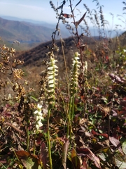 Spiranthes arcisepala