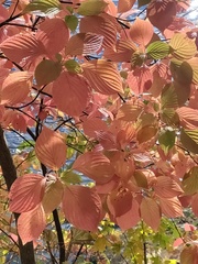 Cornus alternifolia
