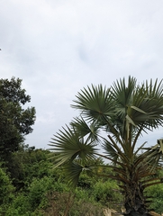 Borassus flabellifer