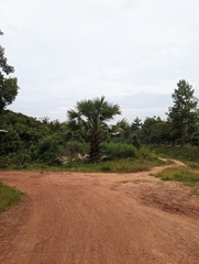 Borassus flabellifer