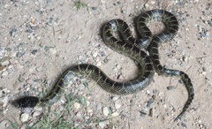 Lampropeltis splendida