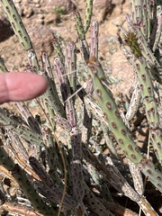 Cylindropuntia tesajo