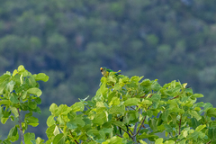 Eupsittula aurea