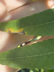 Stigmella longisacca
