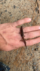 Hemidactylium scutatum