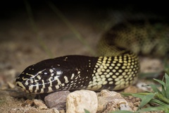 Lampropeltis splendida