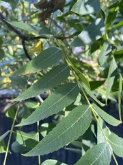 Stigmella longisacca