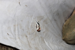 Eudryas unio