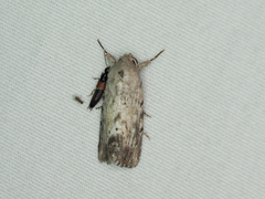 Catabenoides