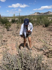 Cylindropuntia tesajo