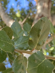 Aceria mackiei