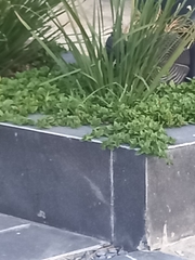 Mesembryanthemum cordifolium