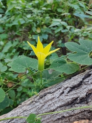Schizocarpum palmeri