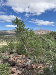 Pachycormus discolor