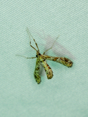Lineodes