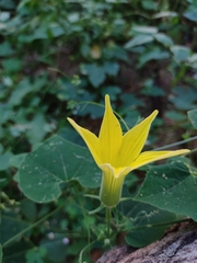 Schizocarpum palmeri